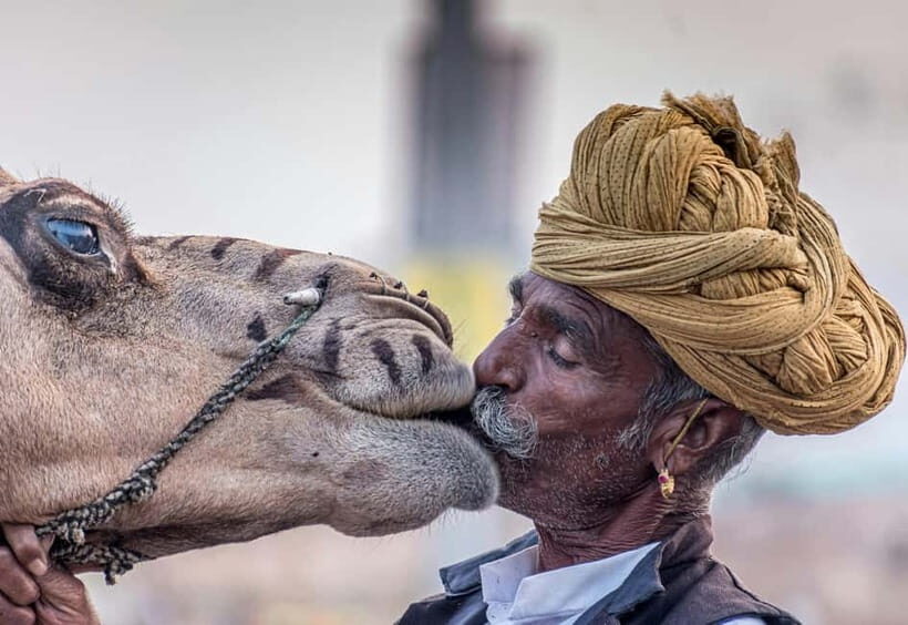 From Jaipur: Pushkar and Ajmer Private Day Trip - Key highlights worth planning for