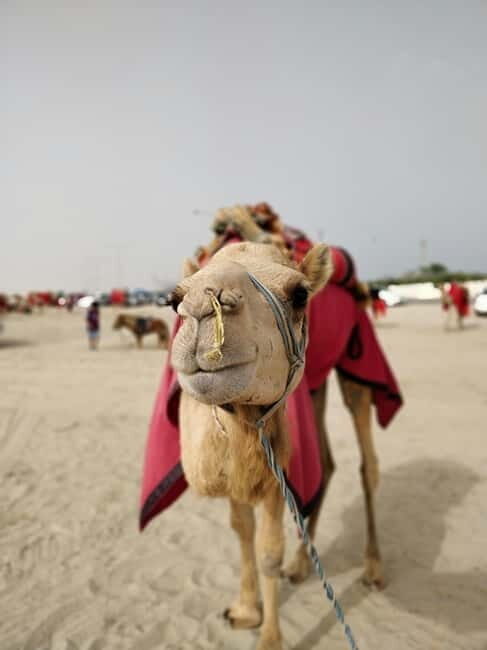 From Jaipur: Pushkar and Ajmer Private Day Trip - Camel, jeep, and horse safaris: fun add-ons or surprise costs?