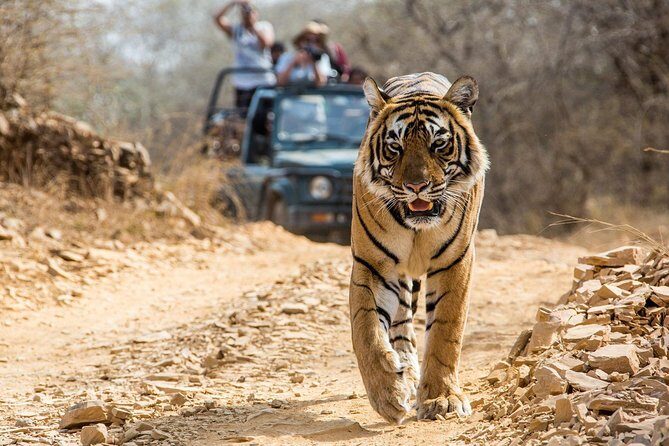 From Jaipur: Ranthambore Tiger Safari Private Day Tour - Key Points at a Glance