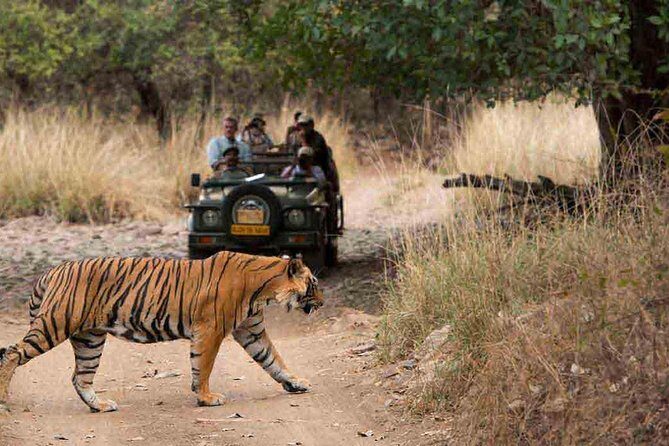 From Jaipur: Ranthambore Tiger Safari Private Day Tour - The Canter Safari: Open Air, 20 Seats, and Real Wildlife Watching