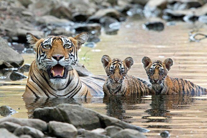From Jaipur: Ranthambore Tiger Safari Private Day Tour - Your Guide Matters: What a Naturalist Adds to the Day