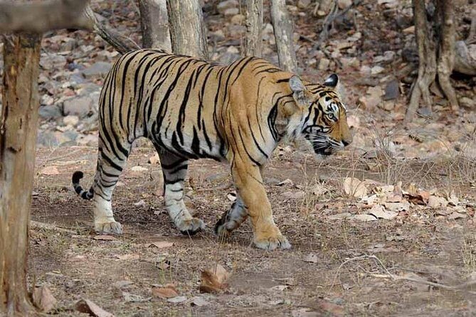 From Jaipur: Ranthambore Tiger Safari Private Day Tour - Jaipur to Ranthambore: A Long Drive You Can Actually Plan For