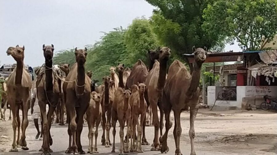 From Jodhpur: Half-Day Tour, Camel Ride, & Dinner in Osian - Mandore Garden and the Old Fort: A Smart Cultural Warm-Up
