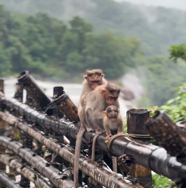 From Kochi: Athirappilly Waterfalls Day Trip with Transfers - Athirappilly Waterfalls: The Real Reason to Do This Day Trip