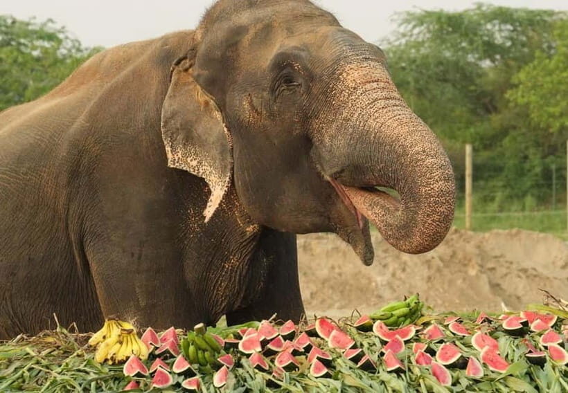 From New Delhi: Taj Mahal and Elephant Conservation Centre - Marble store and added stops: sometimes the Taj day gets extra craft