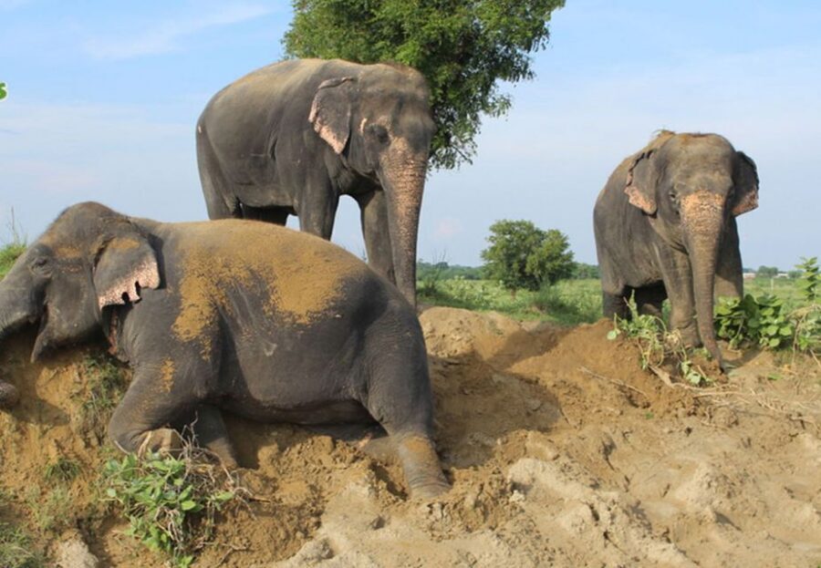 From New Delhi: Taj Mahal and Elephant Conservation Centre - Price and value: what $12 looks like in real-world terms