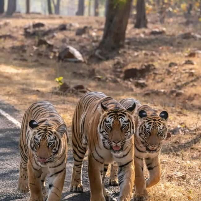 From Ranthambore: Official Tiger Safari in Canter With Guide - Key things that make this safari worth your time