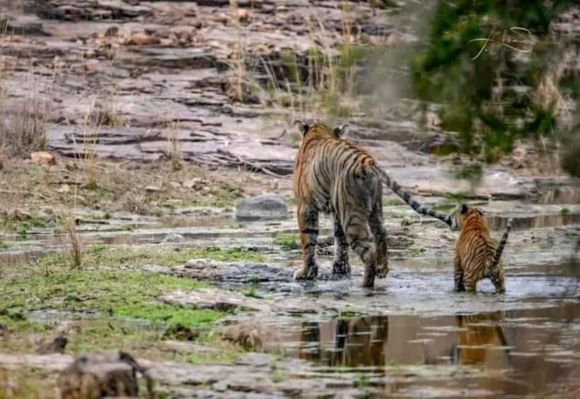 From Ranthambore: Official Tiger Safari in Canter With Guide - Ranthambore Safari Basics: what a Canter ride really gives you