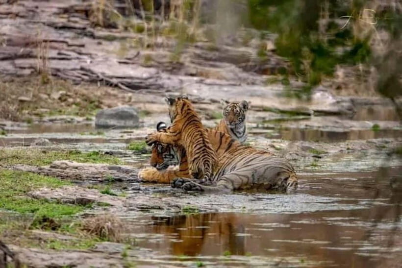From Ranthambore: Official Tiger Safari in Canter With Guide - Where you start: Ganesh Dham Circle and the timing game