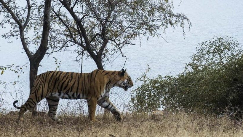 From Ranthambore: Official Tiger Safari in Canter With Guide - The guide experience: what English support can look like