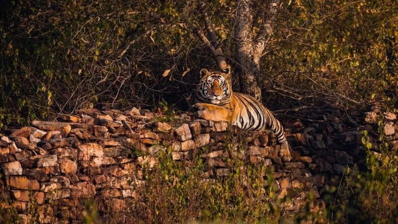 From Ranthambore: Official Tiger Safari in Canter With Guide - Group reality on a 20-seater Canter: how to stay focused