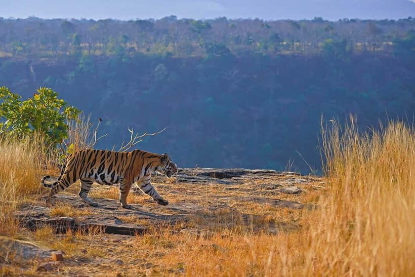 From Ranthambore: Official Tiger Safari in Canter With Guide - Price and value: is $27 a smart move or a gamble?