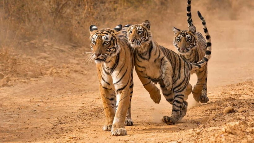 From Sariska: Official Tiger Safari in Open Jeep with Guide - Sariska Tiger Reserve: What You’re Really Paying For