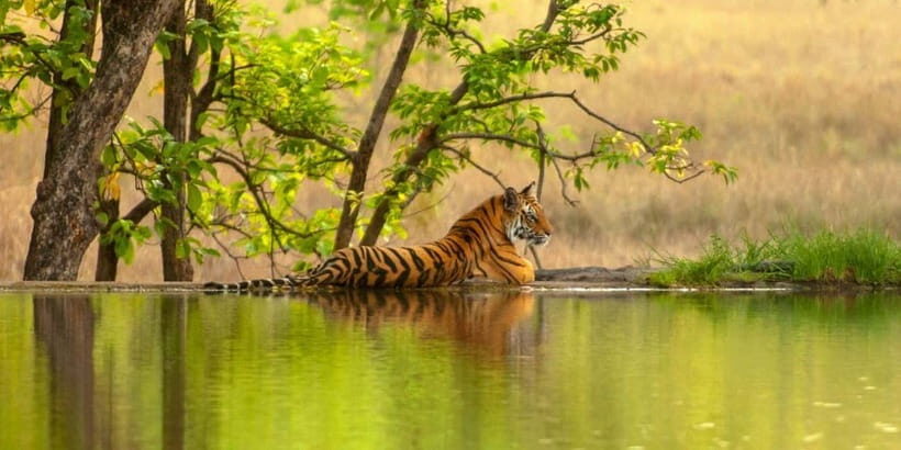 From Sariska: Official Tiger Safari in Open Jeep with Guide - Jeep vs Canter: How the Ride Changes Your Safari