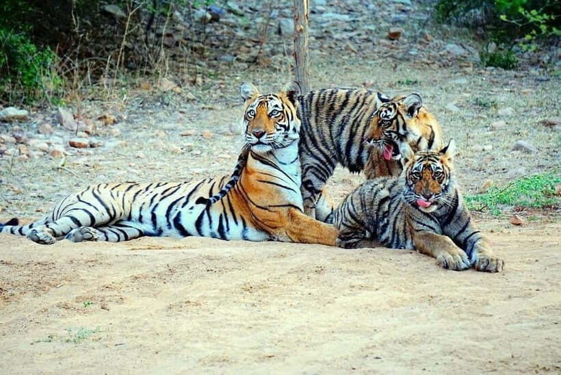 From Sariska: Official Tiger Safari in Open Jeep with Guide - Terrain, Photo Stops, and Those Ancient Ruins
