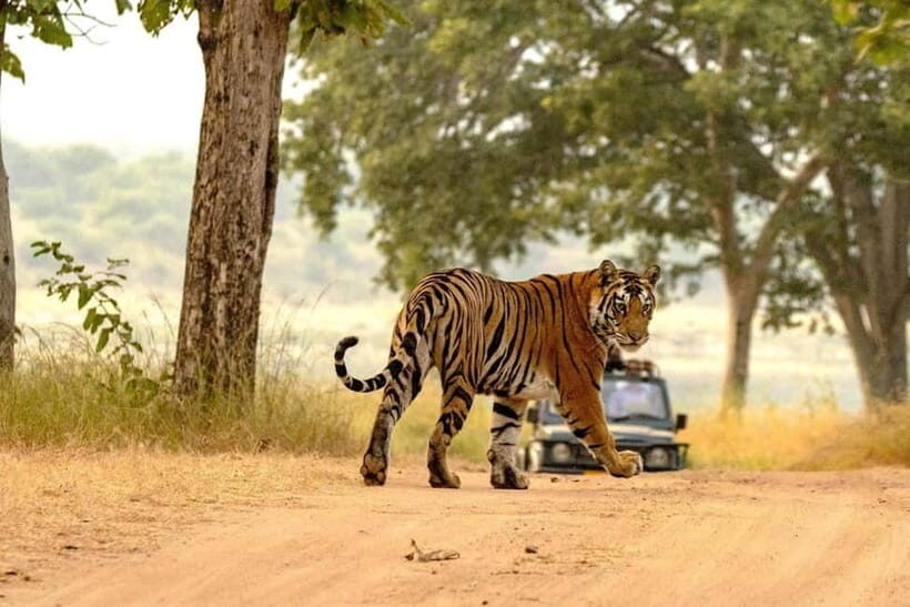 From Sariska: Official Tiger Safari in Open Jeep with Guide - What to Bring (and What Gets You Turned Around)