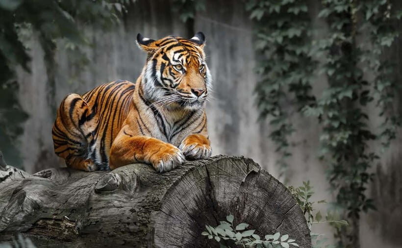 From Sariska: Official Tiger Safari in Open Jeep with Guide - Your 3-Hour Safari Flow Inside the Reserve