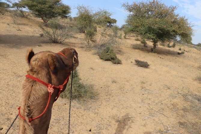 Full-Day Desert Safari with Jodhpur Heritage - Sunset, bonfire, and optional folk music