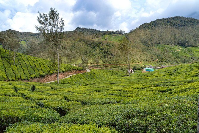 Full-Day Private Tour to Munnar from Kochi with Lunch - The big picture: what a 15.5-hour Munnar day buys you