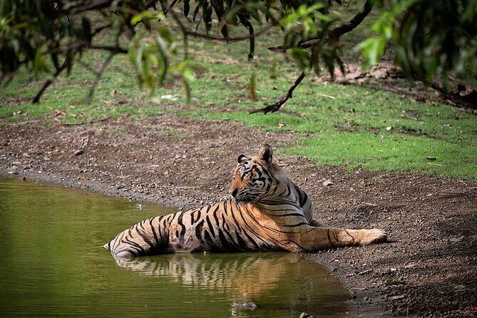 Full-Day Trip to Ranthambore National Park from Jaipur - Key Things I’d Pay Attention To
