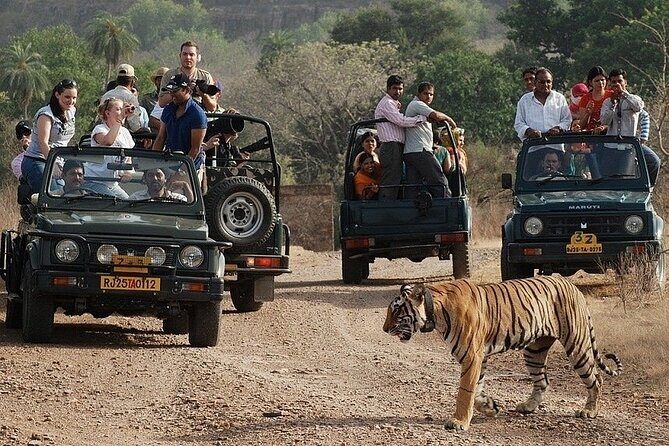 Full-Day Trip to Ranthambore National Park from Jaipur - One Long Day: How the Jaipur-to-Ranthambore Schedule Really Feels