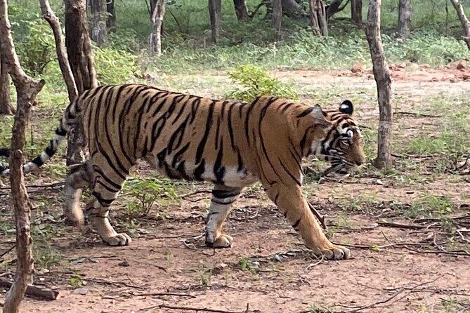 Full-Day Trip to Ranthambore National Park from Jaipur - Stop 1: Leaving Jaipur and Building Momentum for Safari