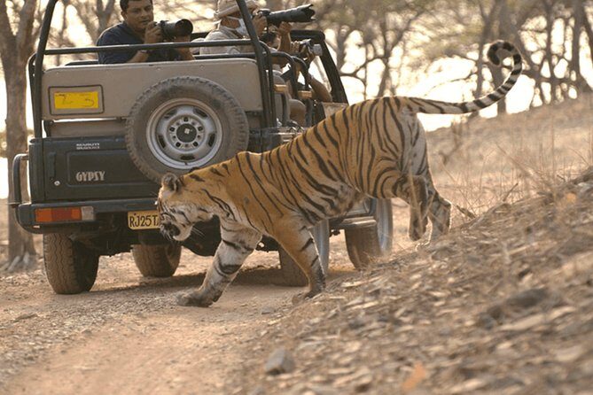 Full Day trip to Ranthambore tiger reserve from Jaipur Hotels - Price and What You Get for $68.09 Per Person