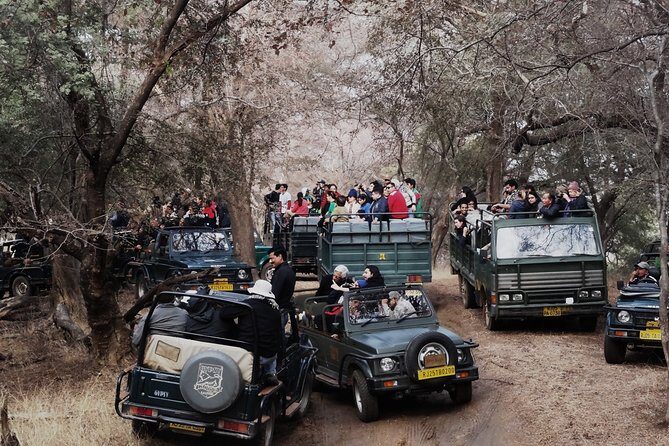 Full Day trip to Ranthambore tiger reserve from Jaipur Hotels - The 3:00am Morning Start in Jaipur