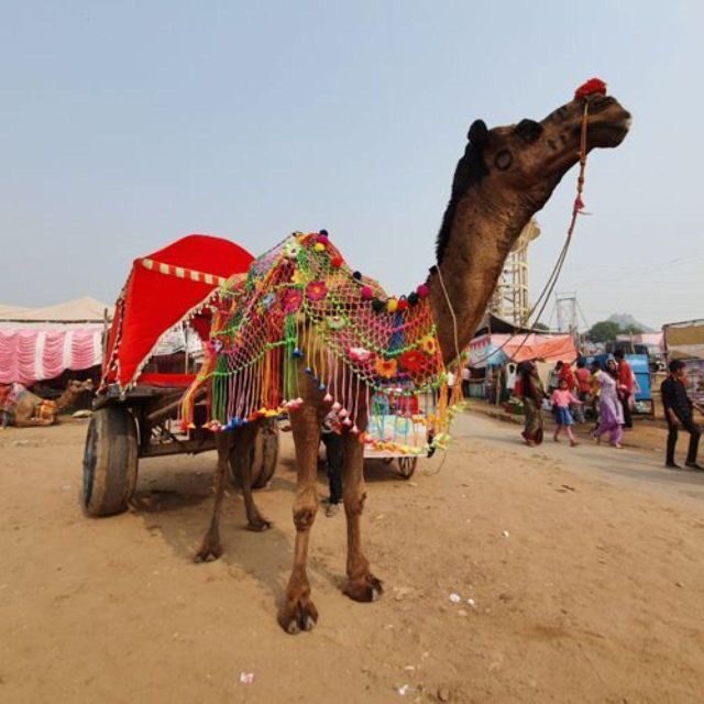 Fullday pushkar tour from jaipur with guid+camel/jeep safari - Savitri and Ramji Temple viewpoints: short stops, good payoff