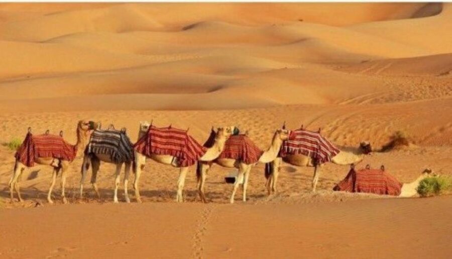 Fullday pushkar tour from jaipur with guid+camel/jeep safari - Lunch, markets, and how to manage the day’s energy