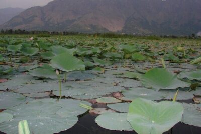 Glimpse of Kashmir - Mughal Gardens day: Nishat, Shalimar, Chashma-e-Shahi, and temple time