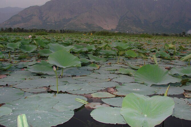 Glimpse of Kashmir - Mughal Gardens day: Nishat, Shalimar, Chashma-e-Shahi, and temple time
