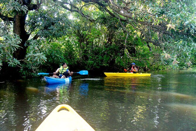 Goa Kayaking Spike's Salonia Backwaters Kayaking Experience - Birdwatching at Close Range: Kingfishers, Osprey, and More