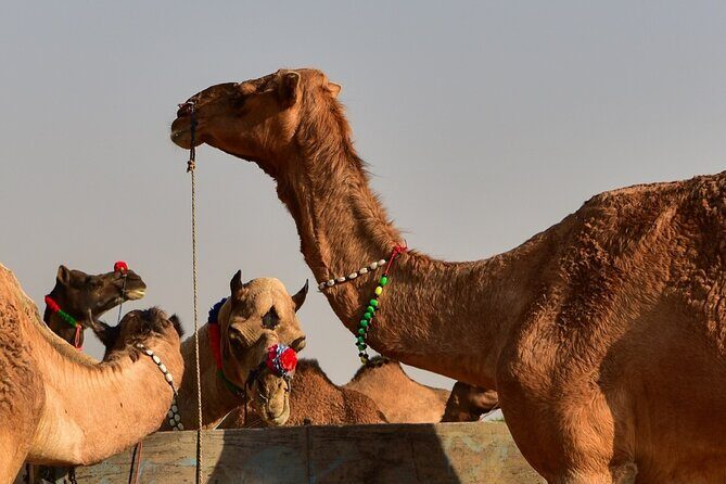 Golden Triangle Private Tour - Chand Baori, Buland Darwaza, and Mehtab Bagh in one push