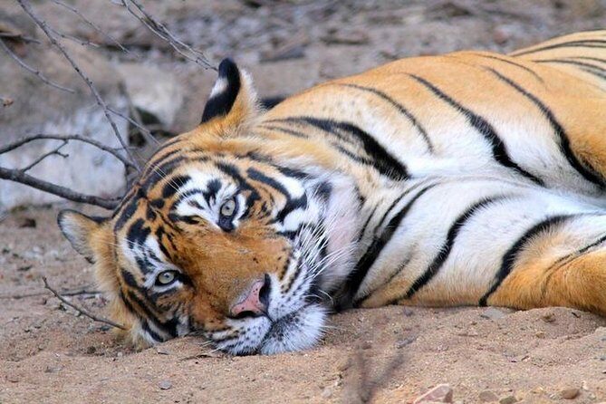 Golden Triangle tour with Ranthambore Jungle Safari - Ranthambore National Park: why this place hits different