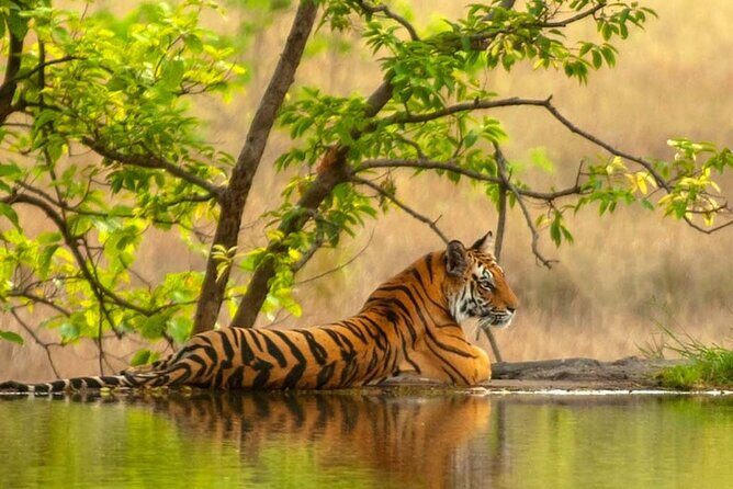 Golden Triangle Tour With Ranthambore (Viator Award Winner) - Delhi Old and New on Day 2: a good way to get your bearings