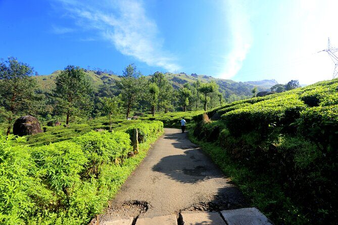 Green Magic Day Tour to Munnar - Cheeyappara and Valara waterfalls: nature breaks that actually add value