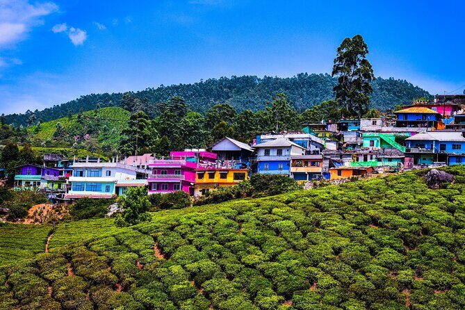 Green Magic Day Tour to Munnar - The tea hills trek: the heart of the experience
