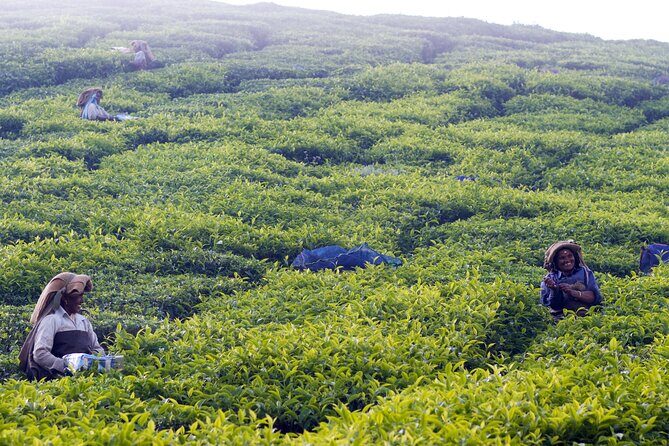 Green Magic Day Tour to Munnar - The drive up: how you turn Kochi-to-Munnar travel into something useful