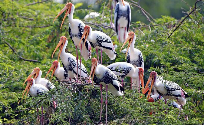 Guided Keoladeo Bird National Park Tour in Bharatpur from Jaipur - Key highlights to look for