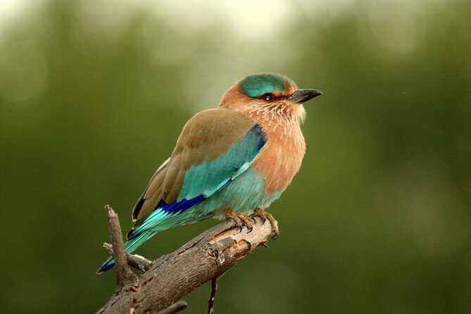 Guided Keoladeo Bird National Park Tour in Bharatpur from Jaipur - Keoladeo National Park in Bharatpur: why this place draws bird people