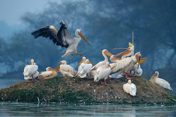 Guided Keoladeo Bird National Park Tour in Bharatpur from Jaipur - What you’ll actually see: birds first, then the animals that share the wetlands