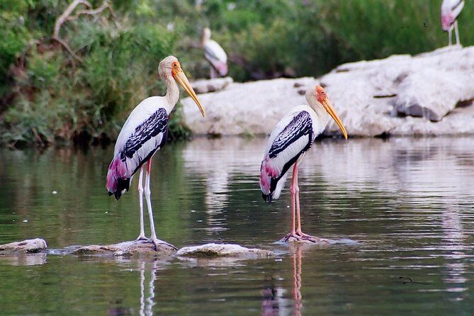 Guided Keoladeo Bird National Park Tour in Bharatpur from Jaipur - The park route and timing: how the 2.5-hour safari fits into the whole day
