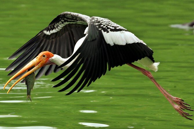 Guided Keoladeo Bird National Park Tour in Bharatpur from Jaipur - The 6am Jaipur pickup and the long, comfortable drive to Bharatpur