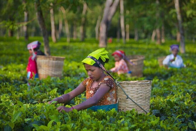 Guided Tour to Palampur-Monasteries, Temple & Tea Gardens visit - Palampur Tea Gardens: Why This Combo Works From Dharamsala