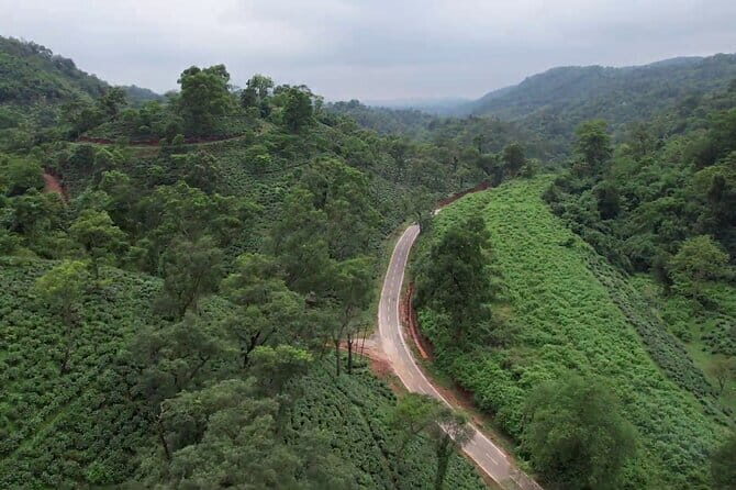 Guwahati Tea Garden tour @ Amchong - Amchong Tea Estate: nursery, plucking, and tasting in one hour
