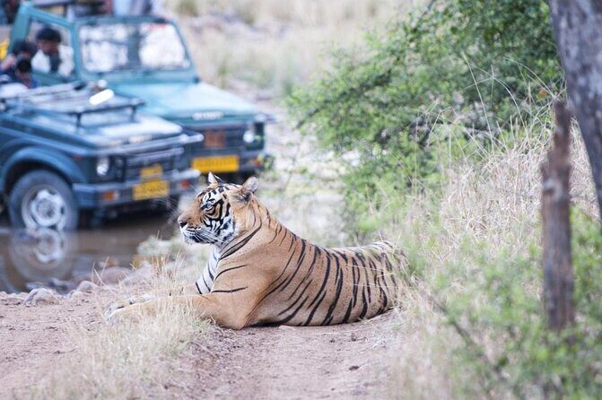 Gypsy Safari : Foreign National -Ranthambore Tiger Reserve - Key things to know before you go