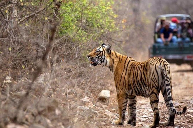 Gypsy Safari : Foreign National -Ranthambore Tiger Reserve - Entering Ranthambore National Park: tigers, terrain, and ruins