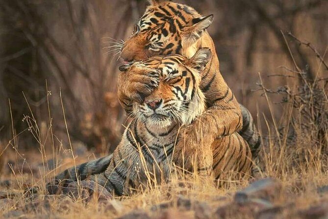 Gypsy Safari : Foreign National -Ranthambore Tiger Reserve - The gypsy ride: small-group viewing without the big-tour drag