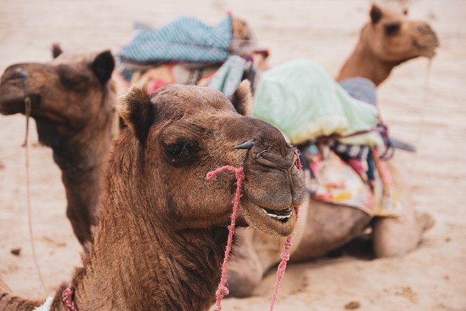 Half Day Desert Safari Jaisalmer - Kuldhara Abandoned Village: more than a quick photo stop